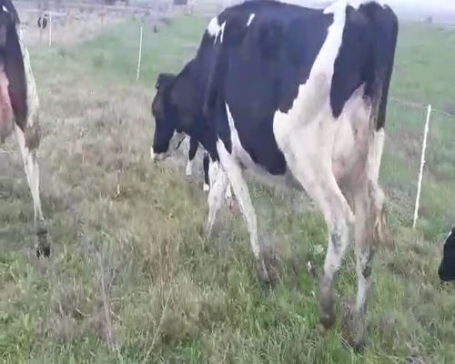 Lote 4 Piezas de cría HOLANDO a remate en Pantalla Camy 0 - 0kg - , San José