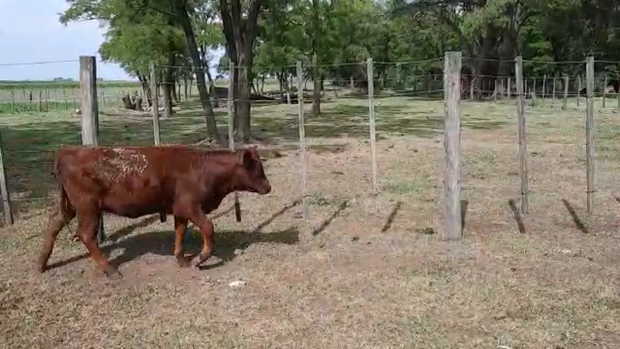 Lote 53 Terneros/as en Buenos Aires, Pellegrini