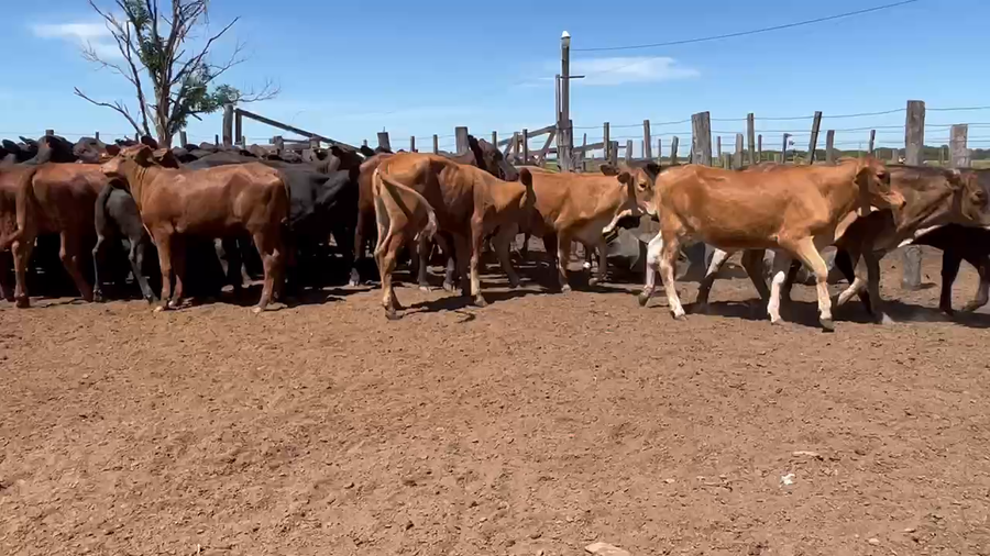 Lote 110 Terneras en Gral. San Martín, Chaco