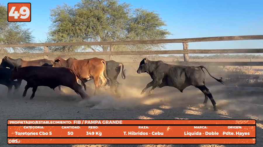Lote LOTE 49
