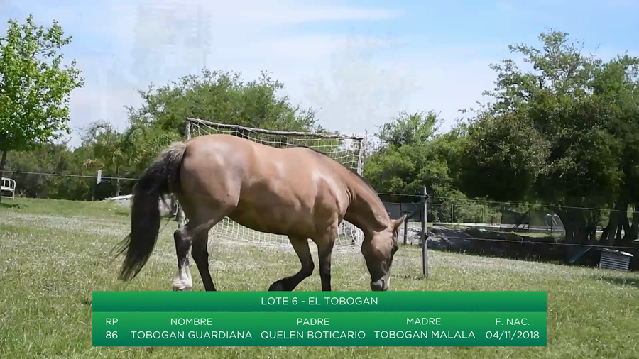 Lote Tobogán Guardiana