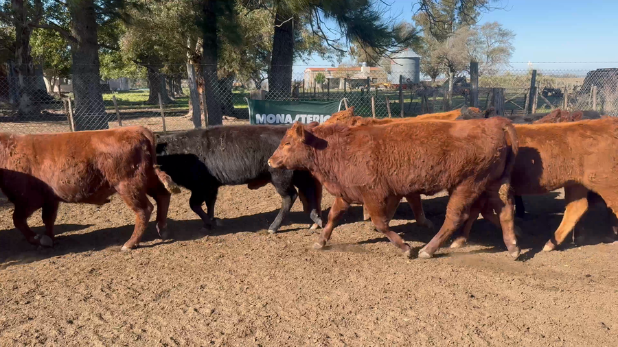 Lote 60 Terneros/as en Buenos Aires, 9 de Julio