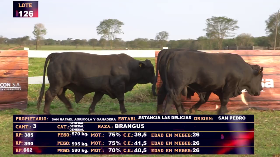 Lote SAN RAFAEL AGRICOLA Y GANADERA SA - LOTE  126