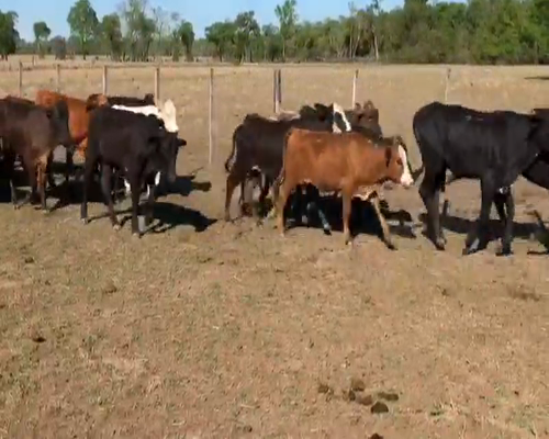 Lote 79 Terneros/as en Gran Guardia, Formosa