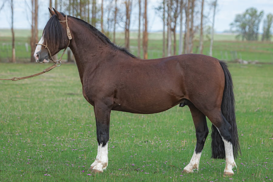 Lote El Orejano Monzon