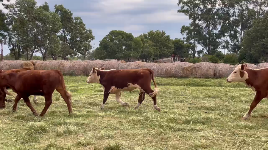 Lote 75 Novillitos en Corrientes, Curuzú-Cuatiá