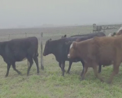 Lote 22 Vaquillonas en Tapalqué, Buenos Aires