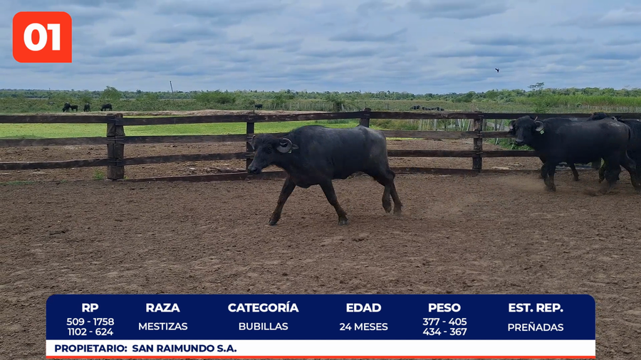 Lote LOTE 1