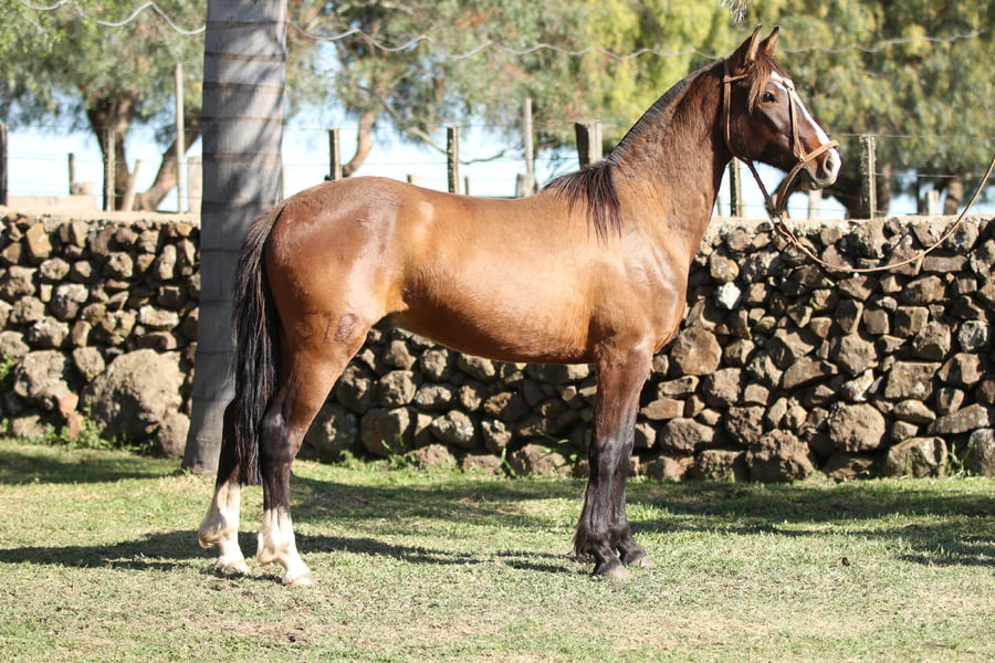 Lote Jalotengo de Santa Inés