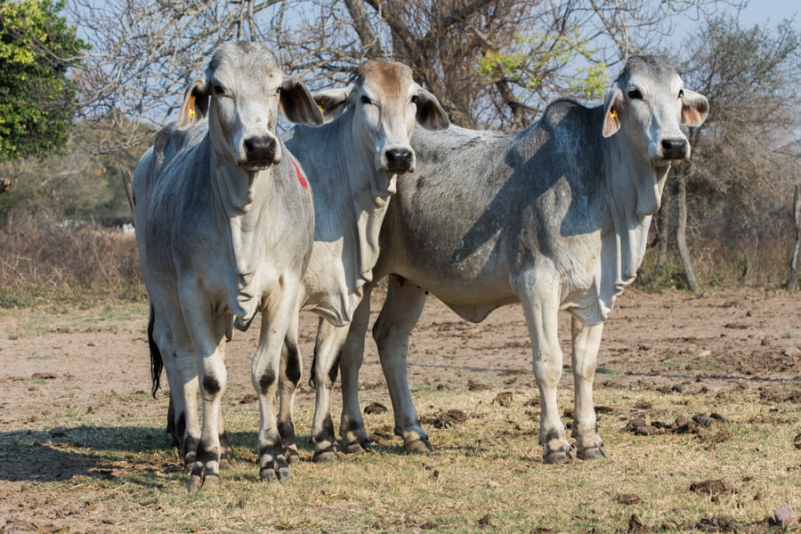 Lote Corral 41 - CABAÑA DON TOMAS