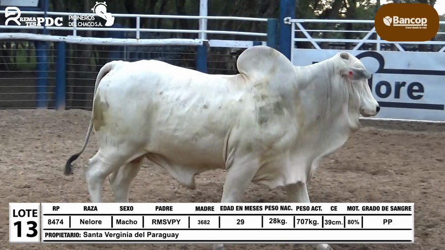 Lote Lote 13