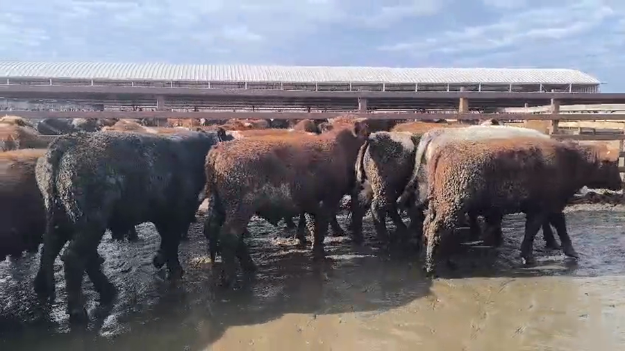 Lote 20 Novillo Gordo en Los Ángeles, VIII Región Biobío