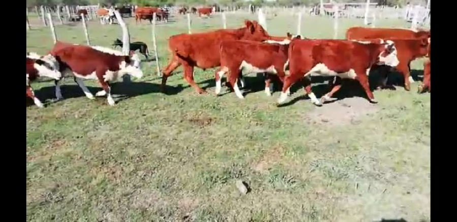 Lote 40 Terneros/as en Villaguay, Entre Ríos