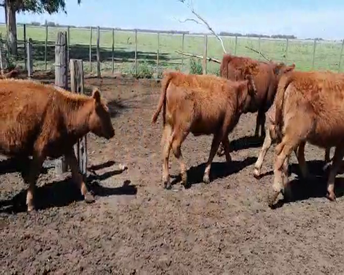 Lote 70 Terneras en Gral. Lamadrid, Buenos Aires