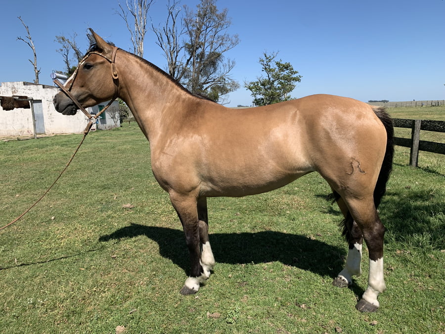 Lote MACEDO SERTANEJA ELDORADO