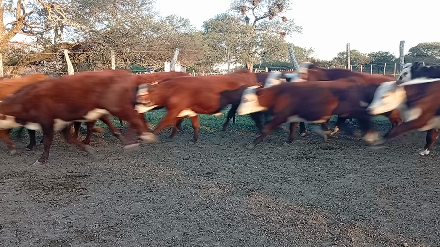 Lote 100 Terneros