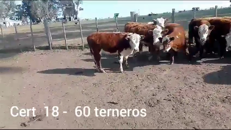 Lote TERNEROS
