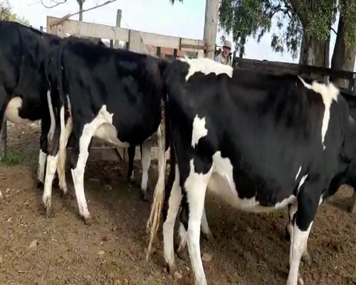 Lote 5 Vaquillonas  HOLANDO 450kg - , San José