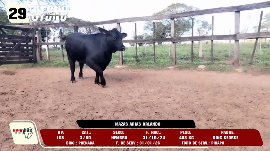 Lote LOTE 29 -DE CAMPO