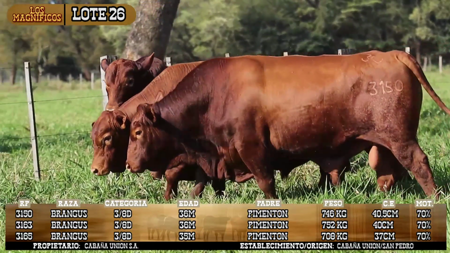 Lote LOTE 26- POR PANTALLA