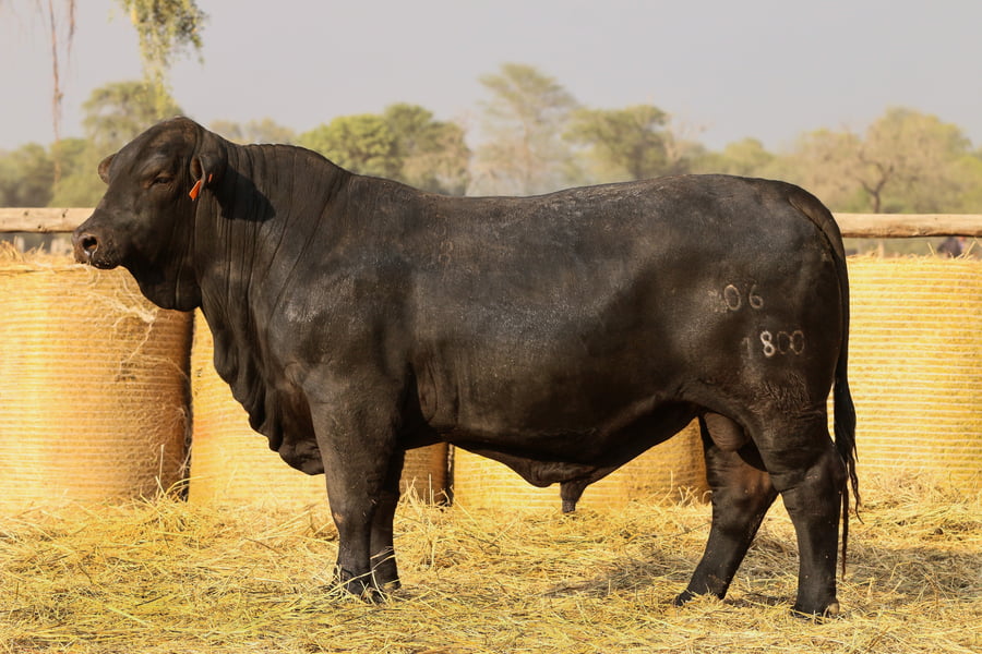 Lote LOTE 31