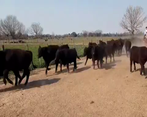 Lote 63 Terneros en Capilla del Señor, Buenos Aires