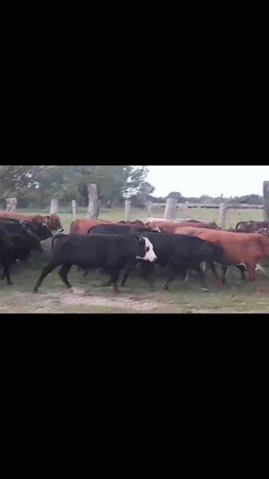 Lote 90 Novillitos en Misión San Fco., Formosa