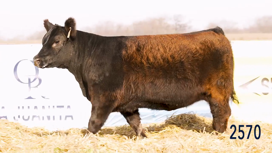 Lote Ternera