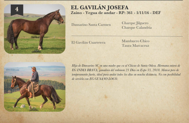 Lote Criollos da Fronteira El Gavilán Josefa  RP: 361