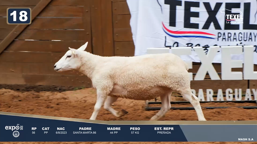 Lote LOTE 18