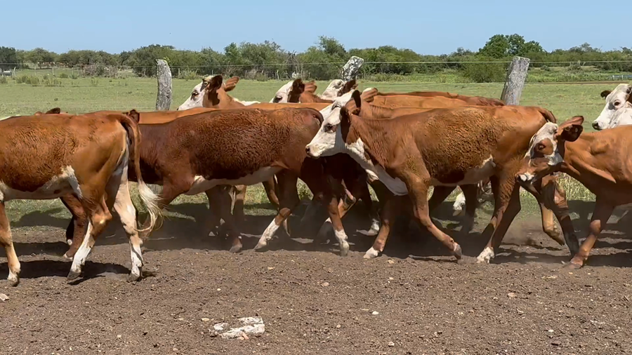 Lote 220 Terneras