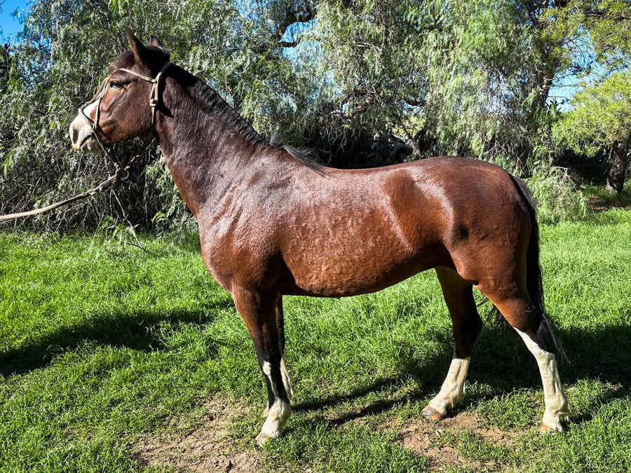 Lote Benal Fiesta Gaucha