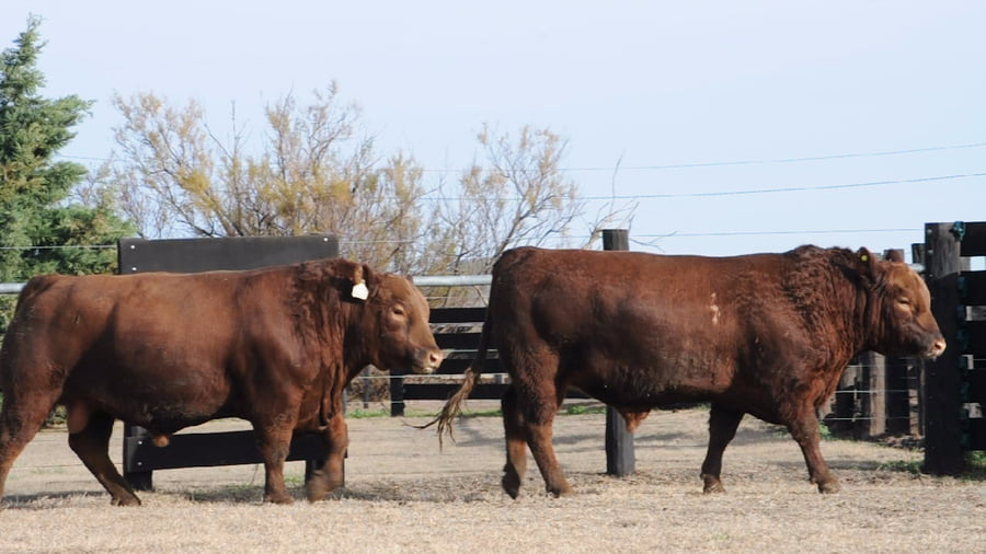 Lote TOROS ANGUS PUROS DE PEDIGREE