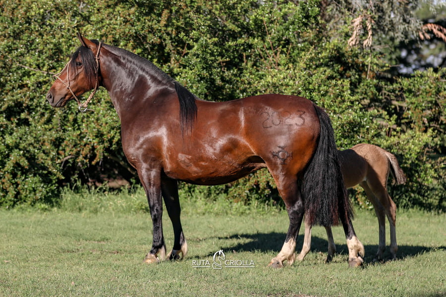 Lote Ñandu Manzanilla