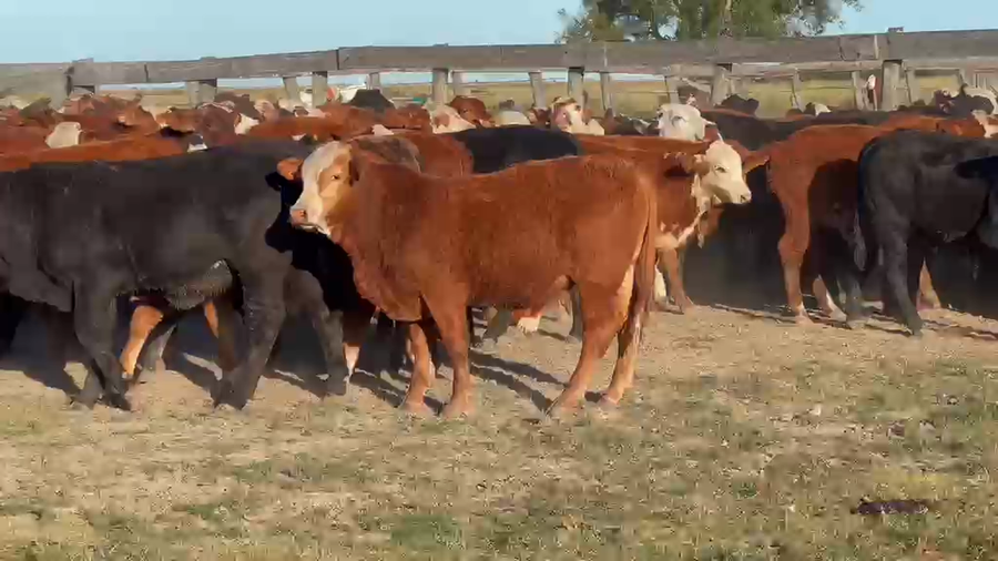 Lote 110 Terneros