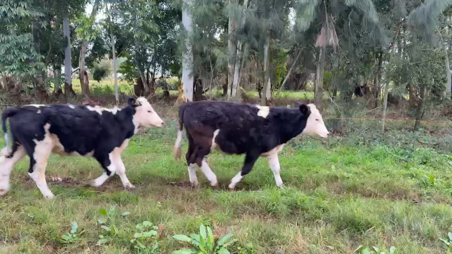 Lote TERNEROS