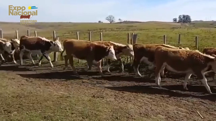 Lote 46 Vaquillonas 1 a 2 años 43HE, 2RAxHE, 1BDxHE a remate en Expo Nacional 2022 232kg - , Cerro Largo