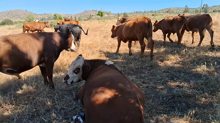 Lote 42 Novillo Engorda en San Antonio, V  Región Valparaíso