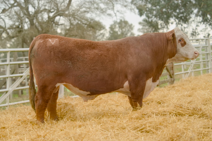 Lote Lote 13