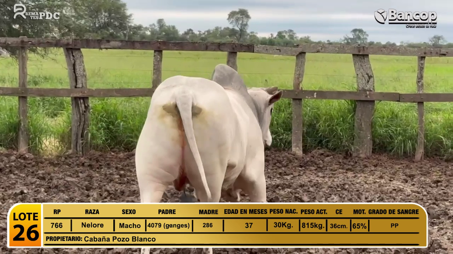 Lote Toros Nelore a remate en Jueves 29 de mayo- Remates PDC, Presidente Hayes