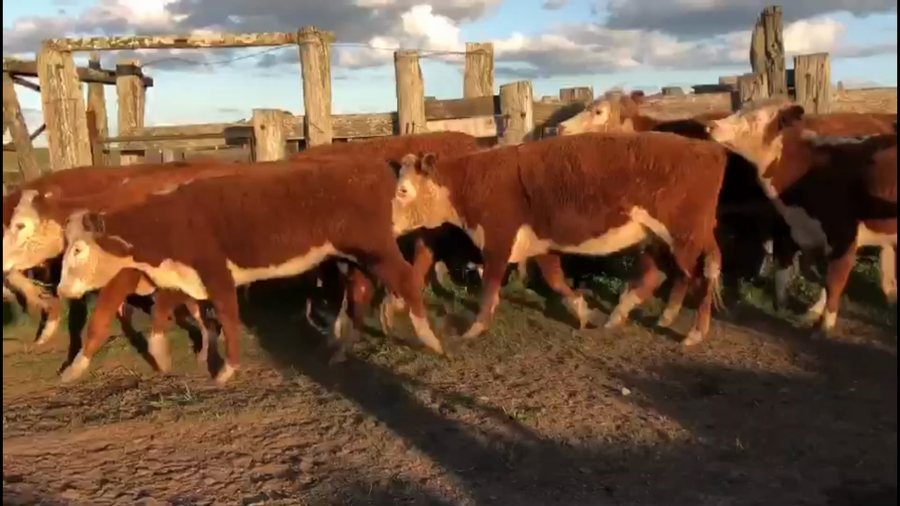 Lote 40 Vacas de Invernada en Treinta y Tres