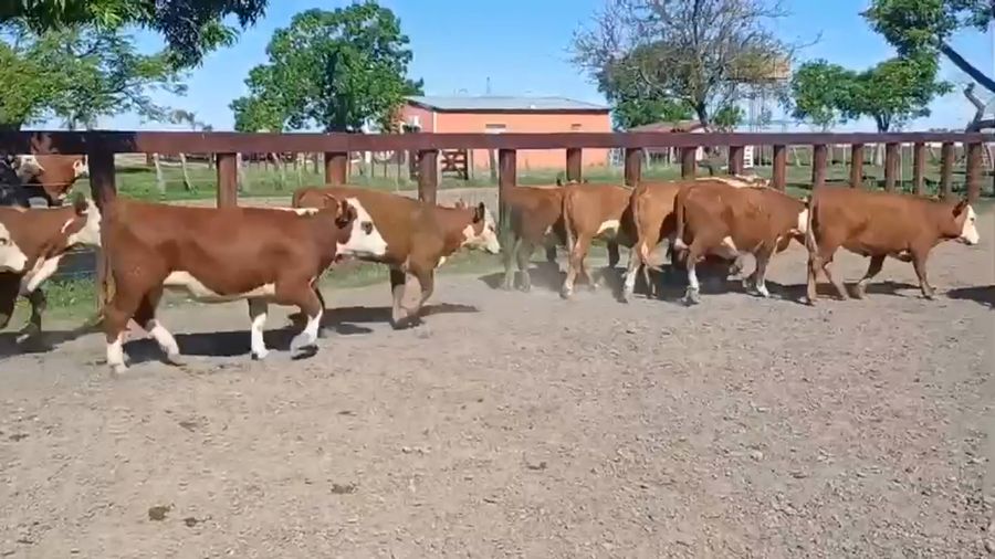 Lote 20 Vaquillonas