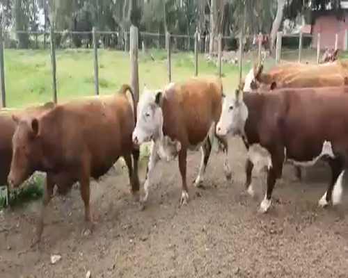 Lote 73 Terneros/as en Tandil, Buenos Aires