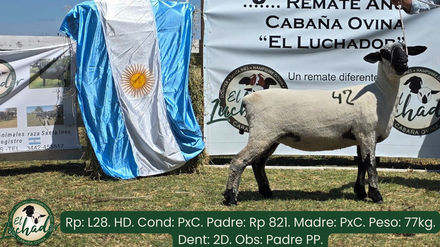 Lote L28