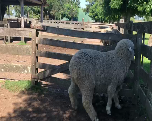 Lote Borrego Puro de Origen 2 dts Planteleros