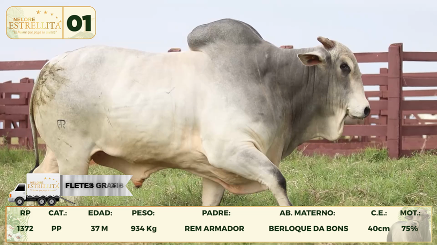 Lote LOTE 1