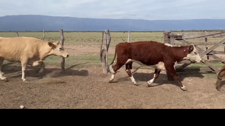Lote 30 Vacas Preñadas