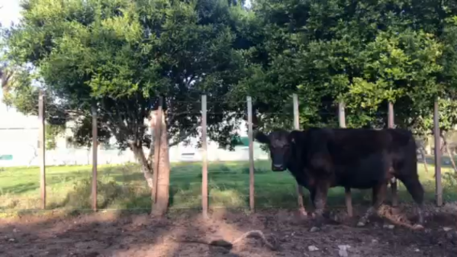 Lote 40 vacas preñadas