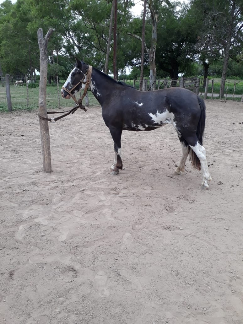 Lote 6 POTRANCAS OVERAS NEGRAS P.P. DE 3 AÑOS CON SERVICIO, CRIOLLAS PURAS, EN JUAREZ CELLMAN CORDOBA.