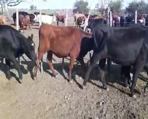 Lote 22 Vaquillonas 1 a 2 años ANGUS a remate en Pantalla Camy, San José